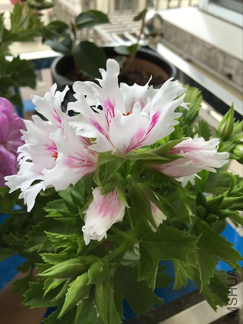 866FB7199E44FB7E0198DC39C1DE30F8_����.jpg