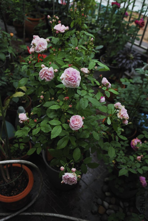 DSC_0229.jpg