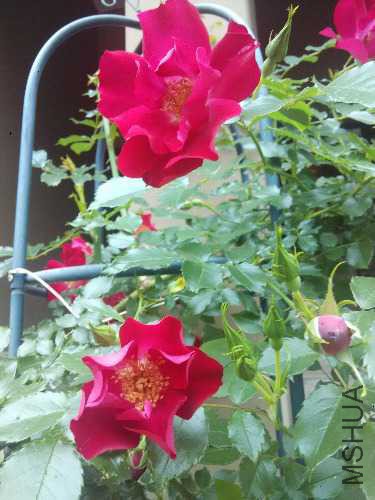 IMG_20160425_075656.jpg