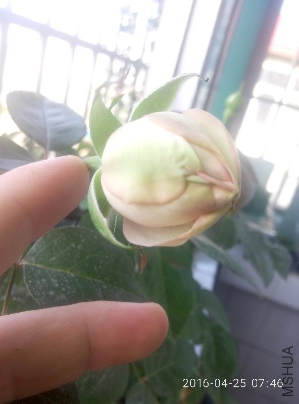 IMG20160425074610.jpg