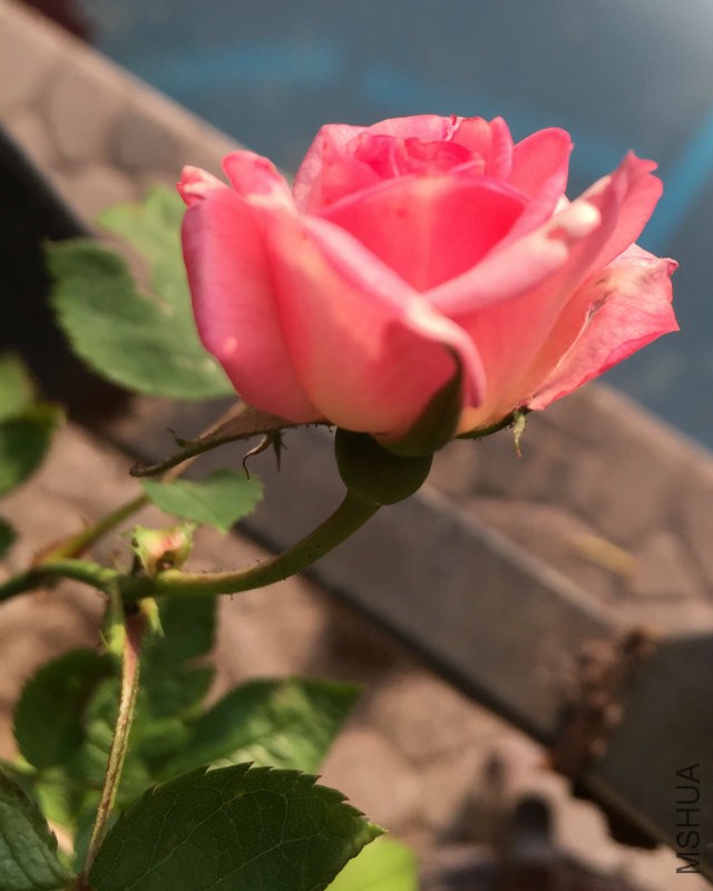 IMG_2098.JPG