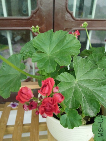 IMG20160425065827_����.jpg