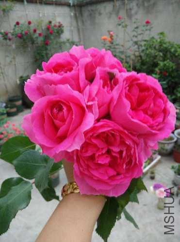 IMG_20160425_184521.jpg