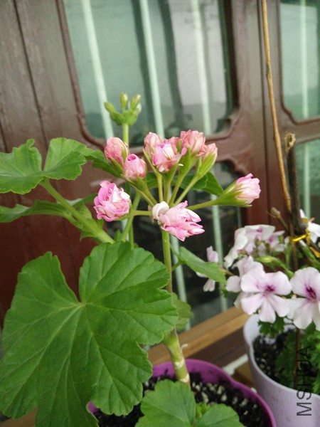 IMG20160425065923_����.jpg