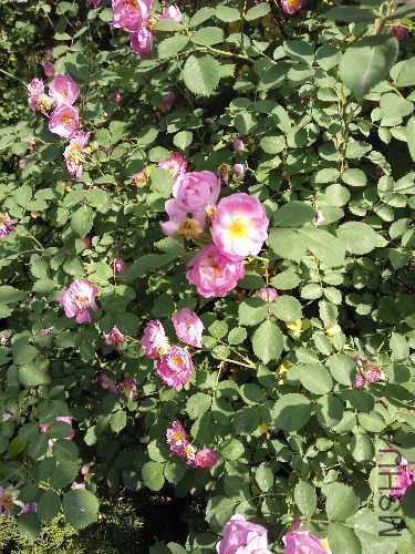 IMG_20160425_090603.jpg