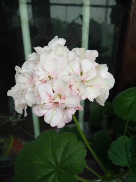 IMG20160425070129_����.jpg