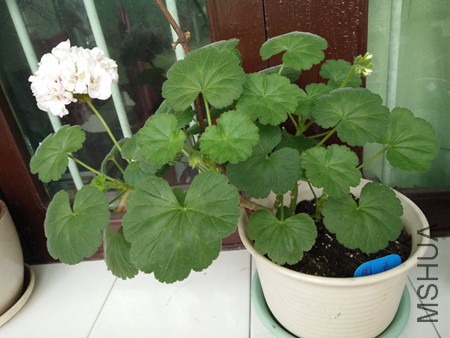 IMG20160425070135_����.jpg