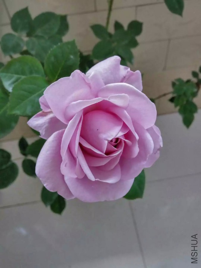 psb (43).jpg