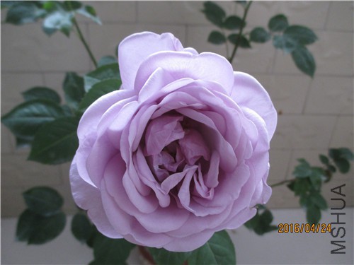 IMG_8288.JPG