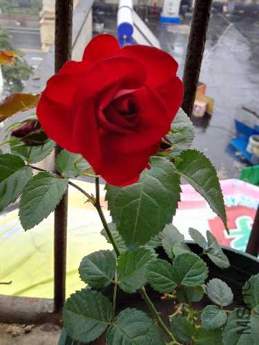 IMG_20160420_065419.jpg