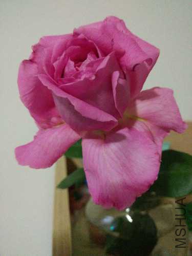 IMG_20160424_191338.jpg