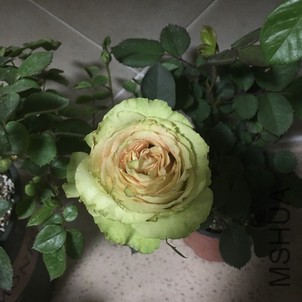 ��ƻ����ȷʵ����ƻ��