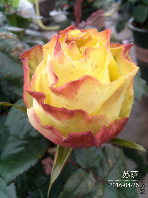 c7a5ed24b899a901d402cdb71a950a7b0308f596.jpg