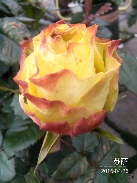 c8ad5743fbf2b2114c3213cfcd8065380dd78ead.jpg