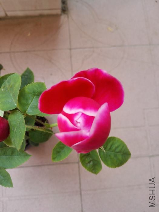 IMG_20160418_125159.jpg
