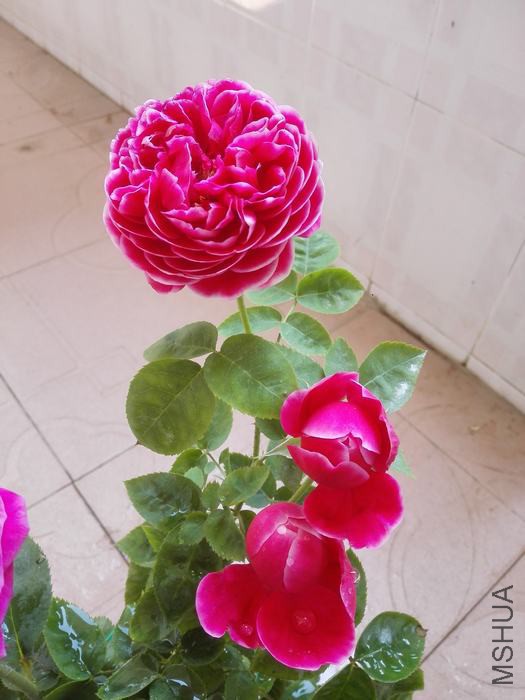 IMG_20160419_130445.jpg