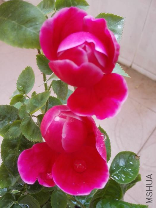 IMG_20160419_130455.jpg