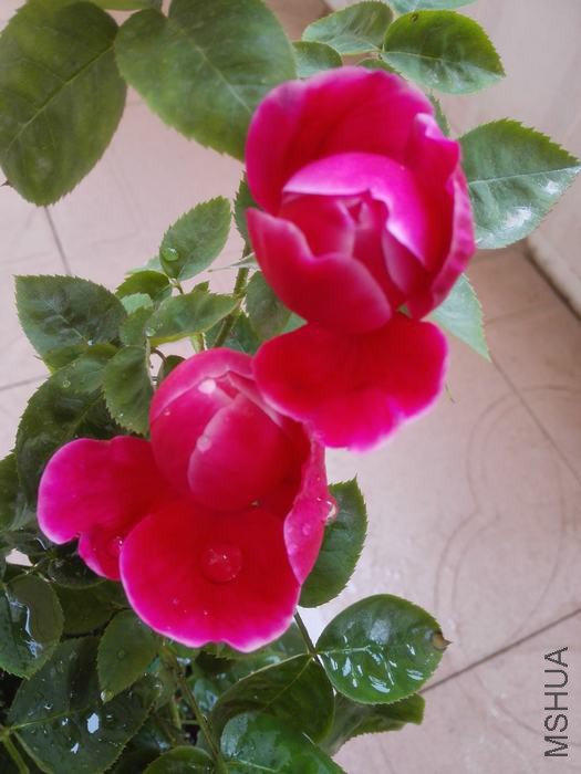 IMG_20160419_130507.jpg