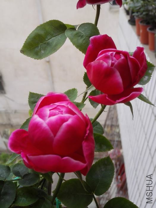 IMG_20160419_180352.jpg