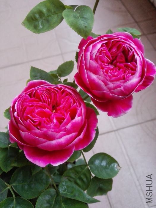 IMG_20160420_073516.jpg