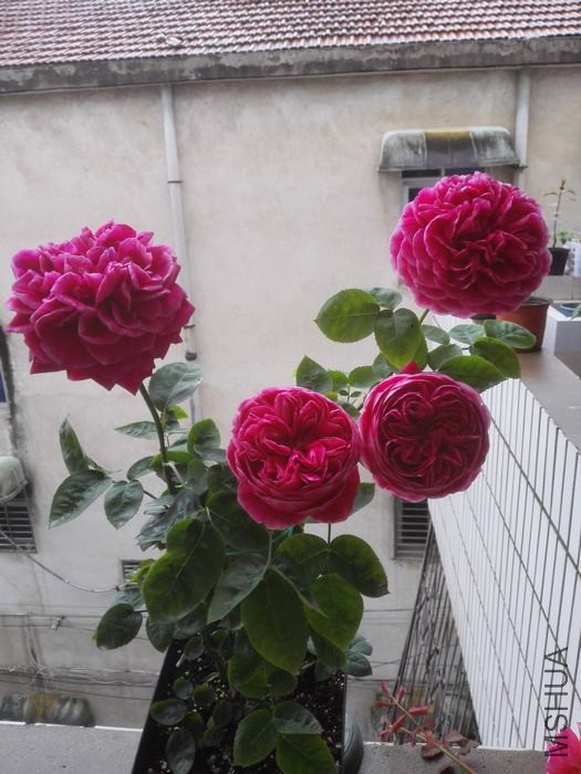 IMG_20160420_140031.jpg