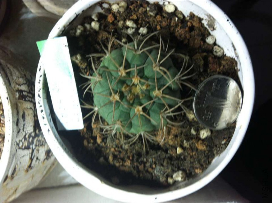 ��֪��ǿ����45һ��.jpg