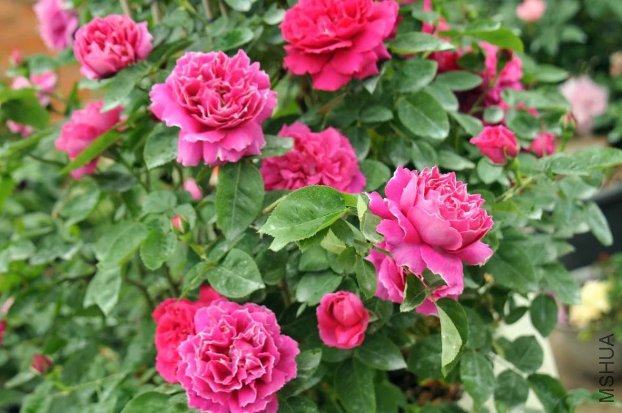 psb (21).jpg