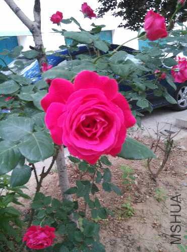 IMG_20160426_072159.jpg