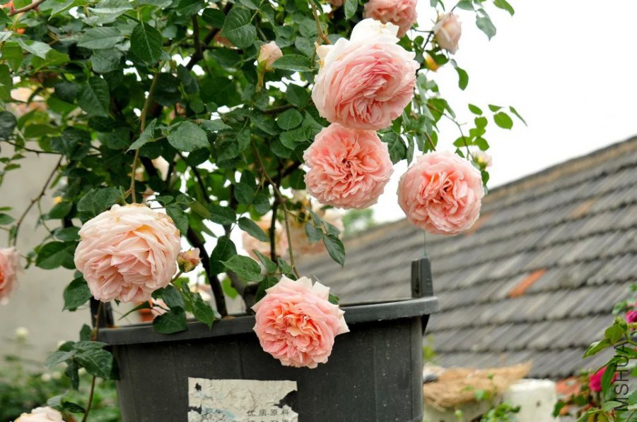psb (9).jpg