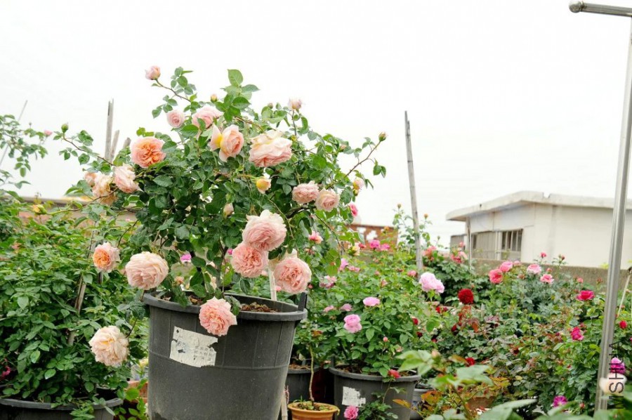 psb.jpg