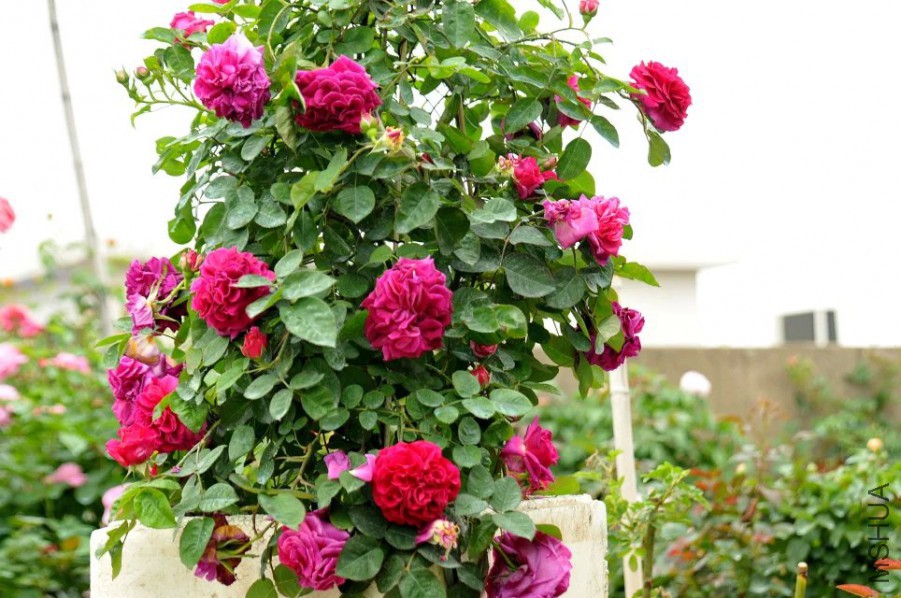psb (1).jpg
