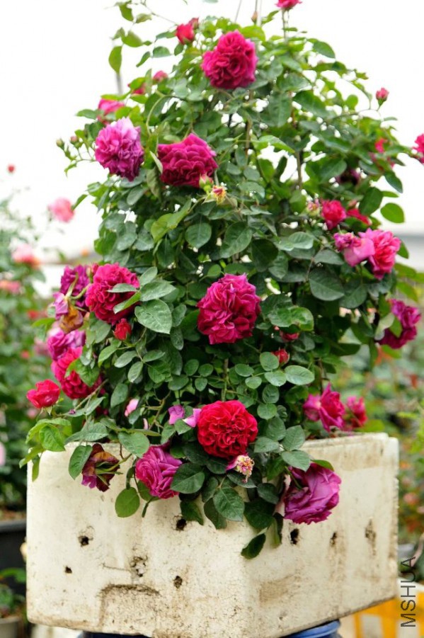 psb (2).jpg