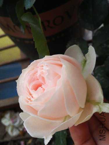 IMG_20160422_183508.jpg