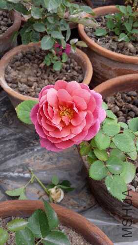 20160426_114256.jpg