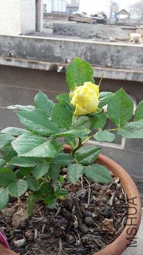20160424_081034.jpg