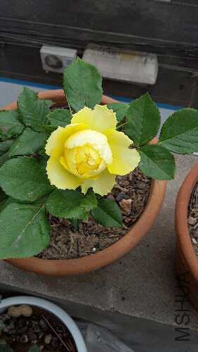 20160426_114325.jpg