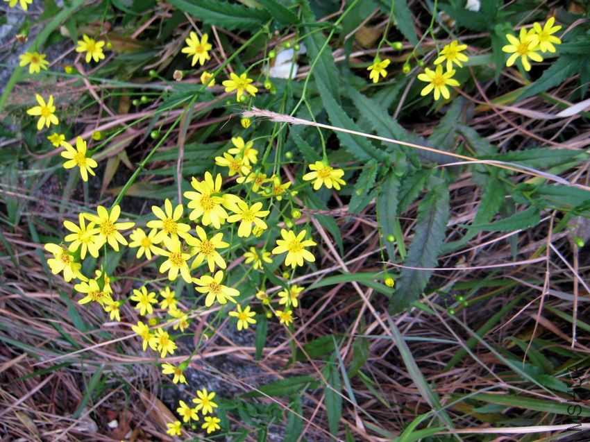 senecio_stauntonii.jpg