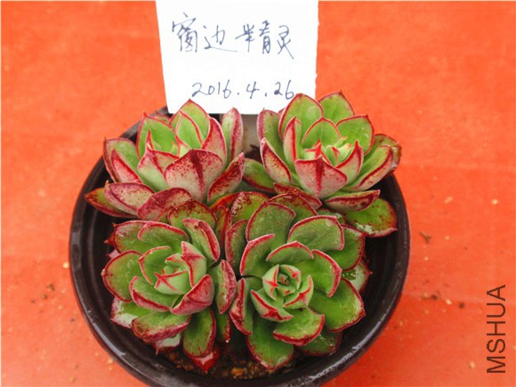 P1010037.JPG