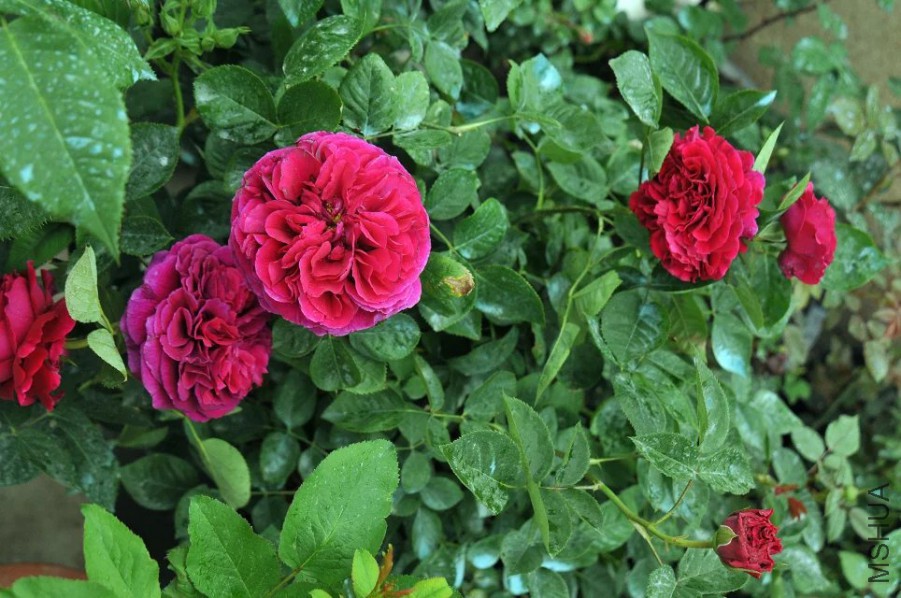 psb (20).jpg