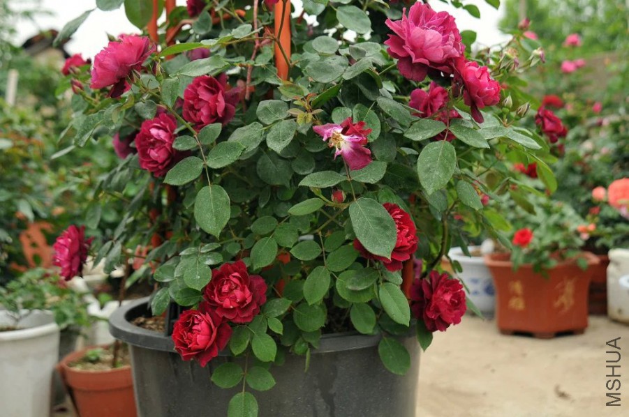 psb (13).jpg