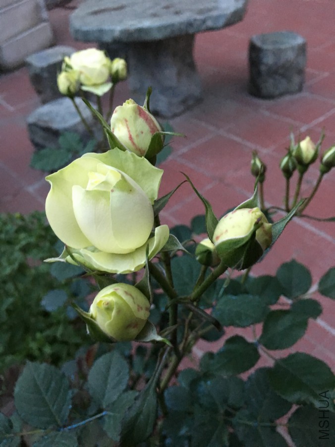 IMG_0608.JPG