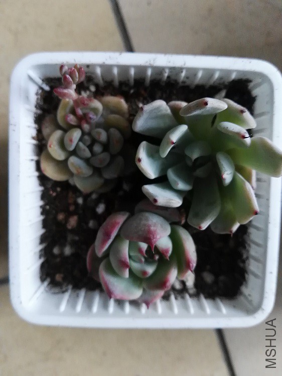 ���ϻ��˾� ���Ϻ�צ ������̫��