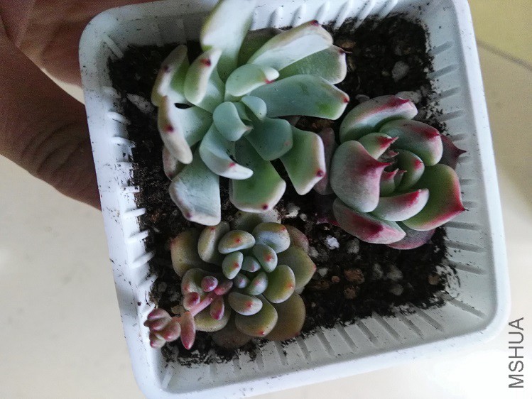��������
