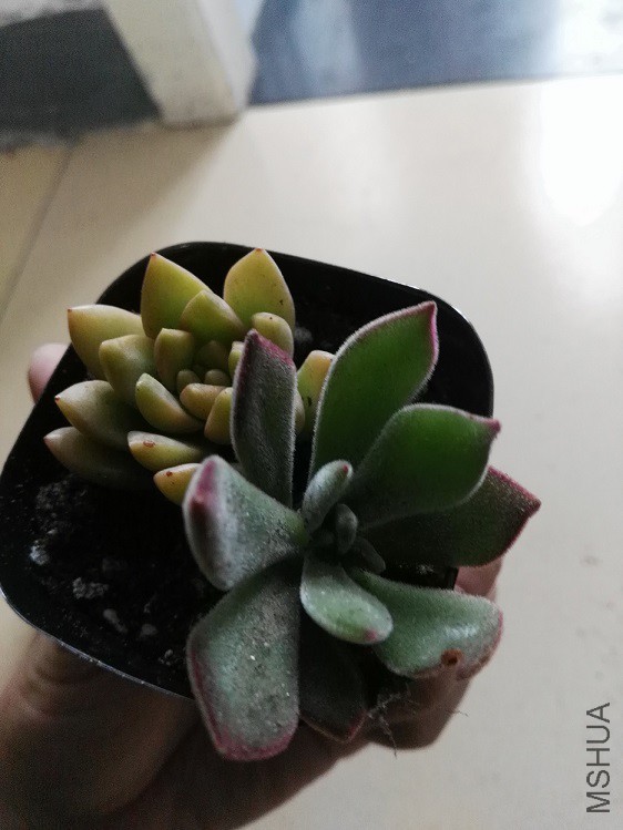 ���� ������