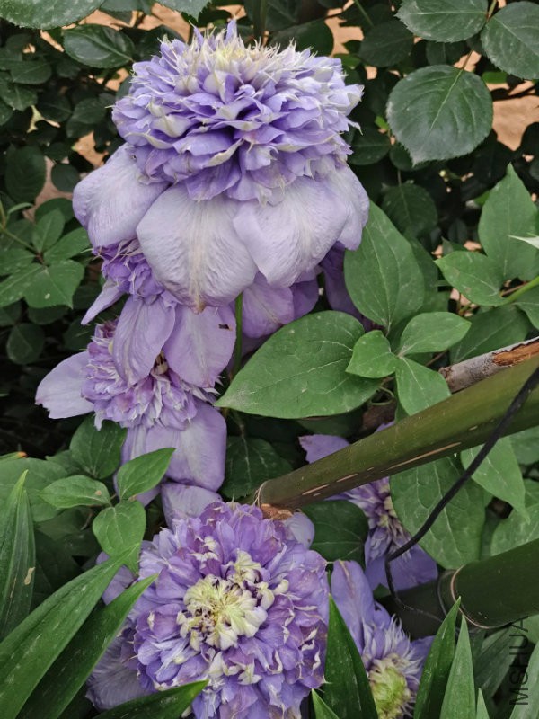 psb (41).jpg
