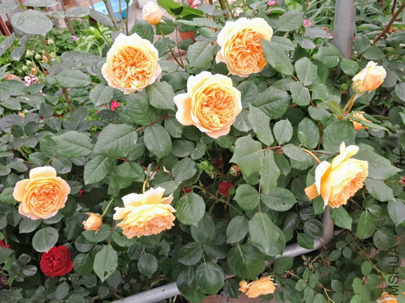 psb (9).jpg