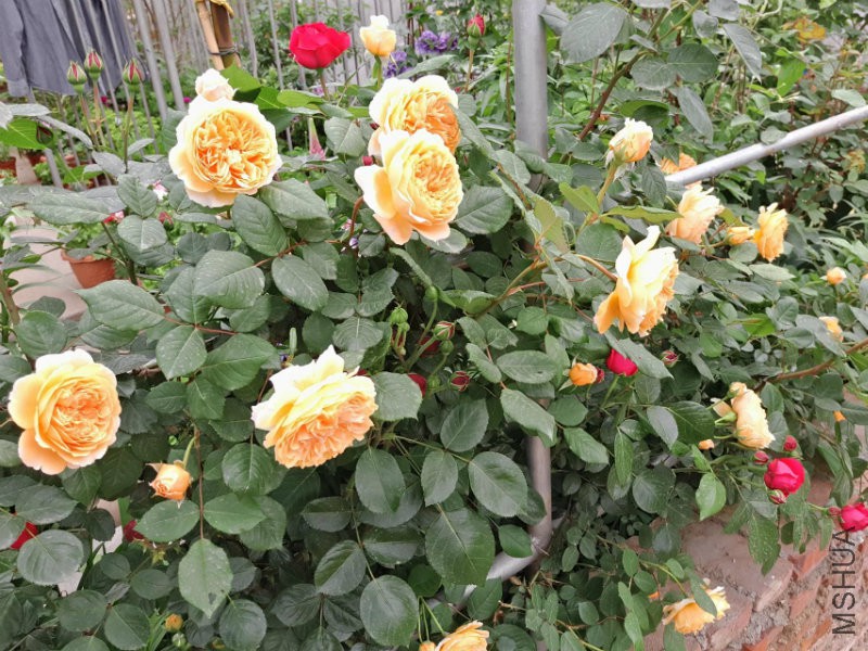 psb (10).jpg