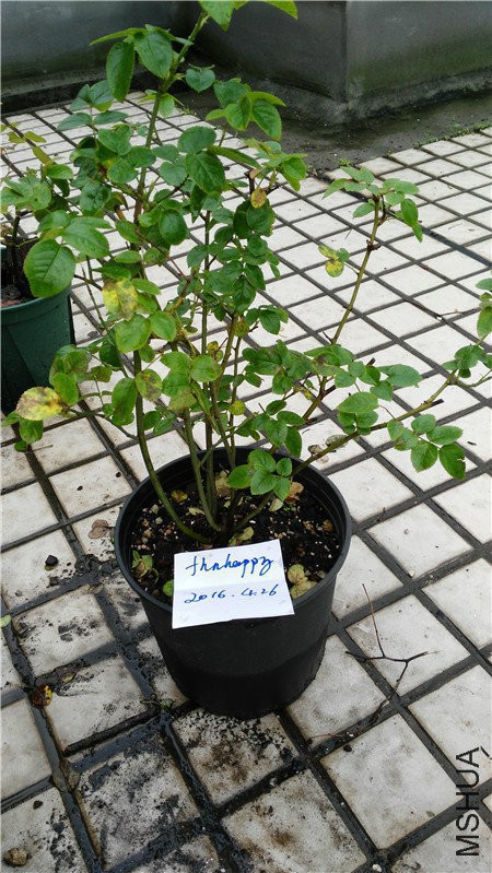 115108rejutuac335fo0c8.jpg