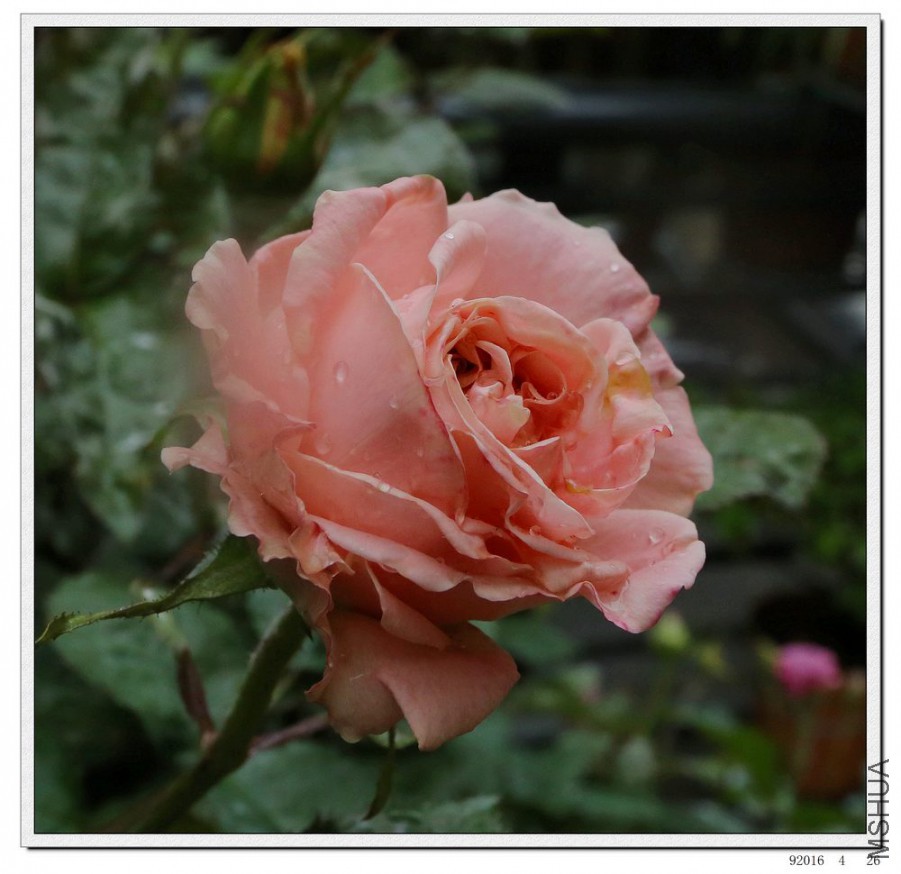 2016042609.jpg