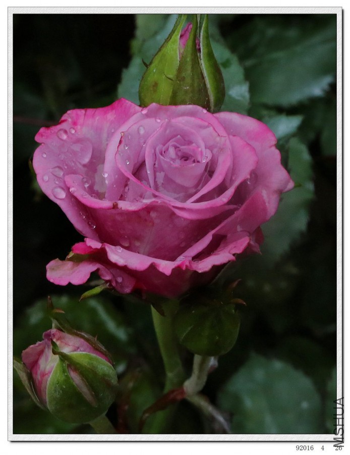 2016042606.jpg
